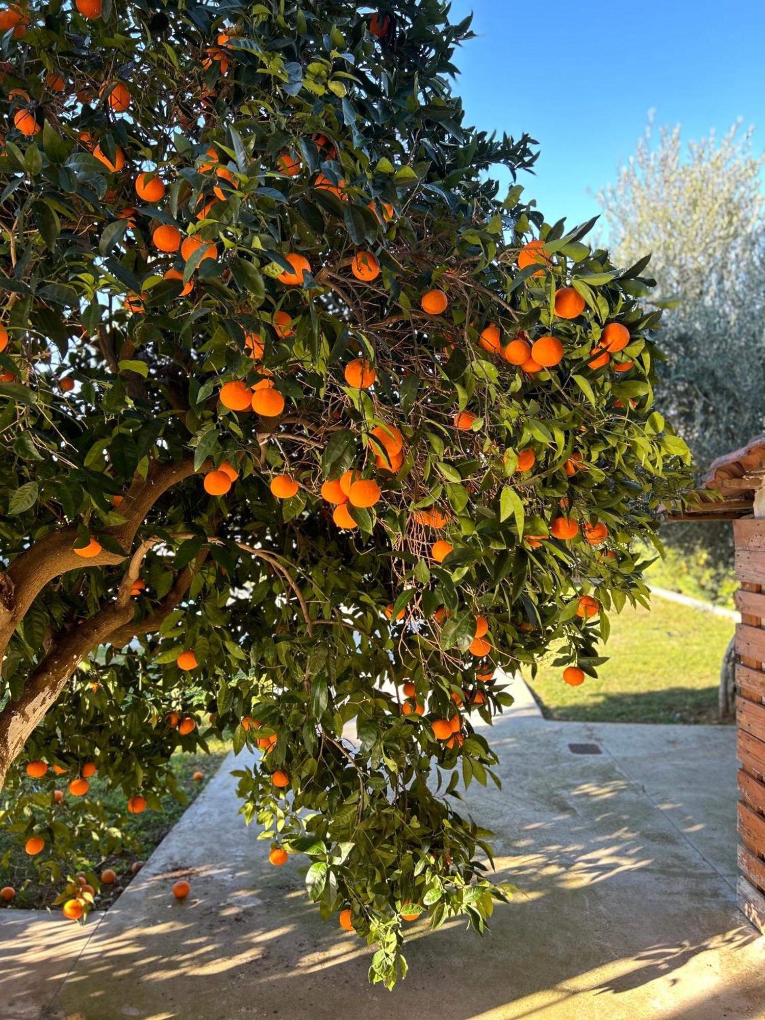 The Orange Garden Nafplio Exterior foto